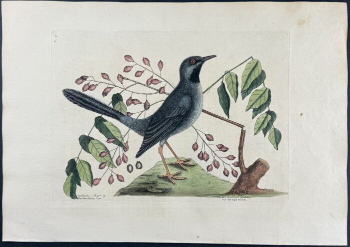 Red Legged Thrush with Gum-elimy Tree