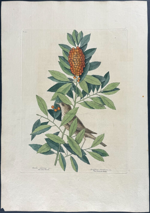 Little Thrush with Dahoon Holly