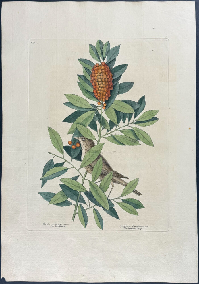 Little Thrush with Dahoon Holly