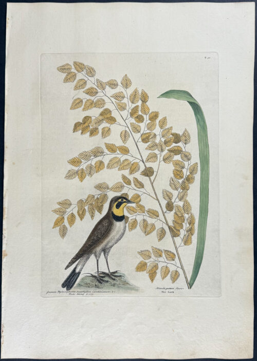 Lark with Seaside Oat