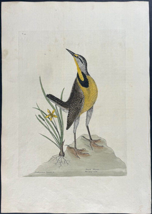 Large Lark with Little Yellow Starflower