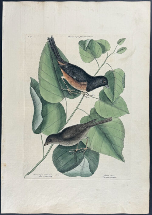 Towhe Bird & Cowpen Bird with Black Poplar of Carolina