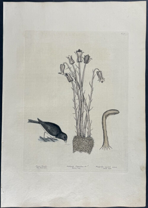 Snow Bird with Broom Rape & Toadstool