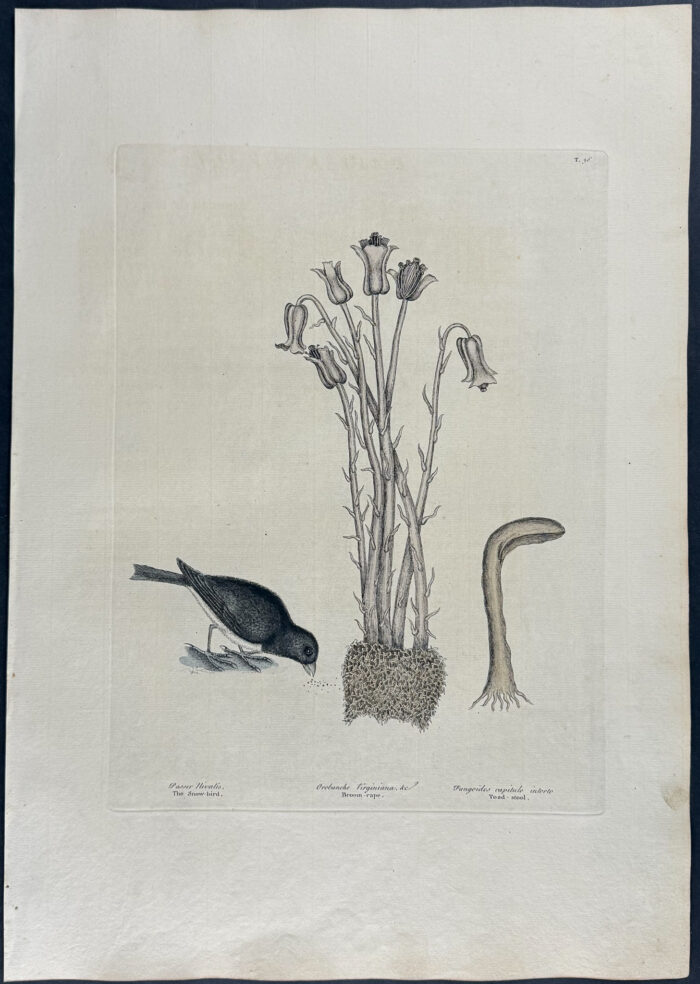 Snow Bird with Broom Rape & Toadstool