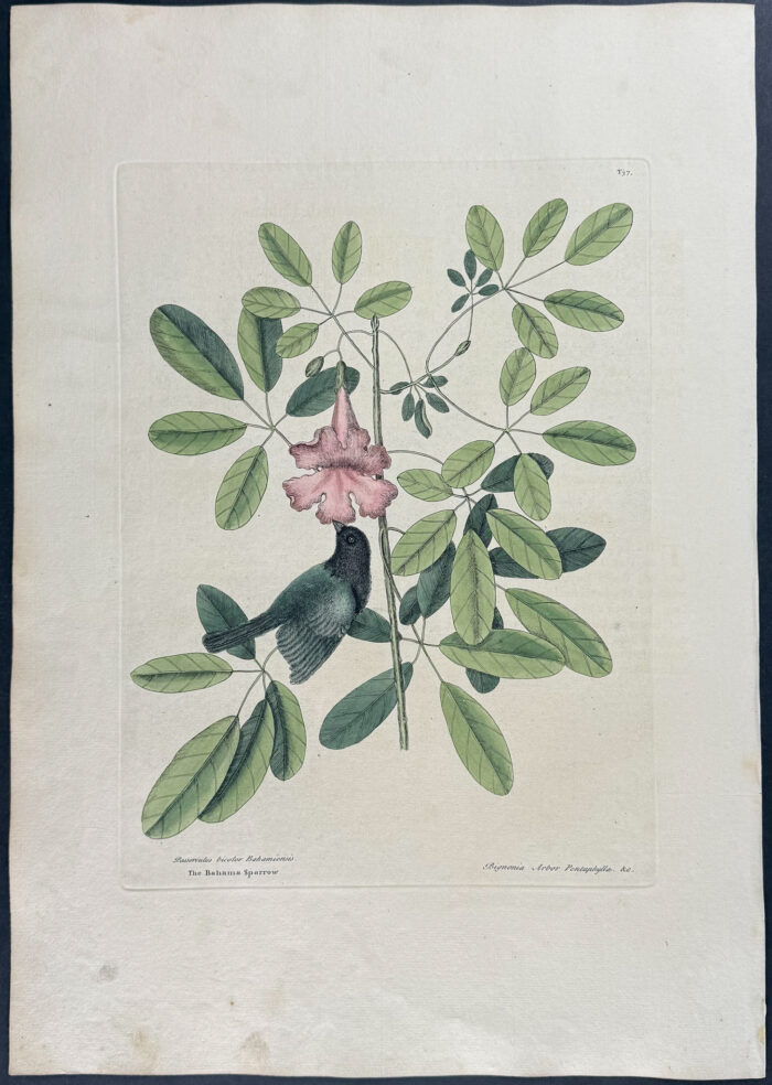 Bahama Sparrow with Bignonia