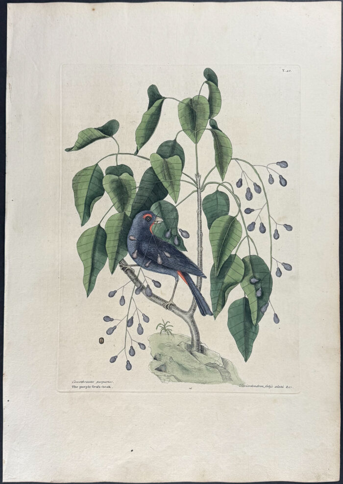 Purple Grosbeak with Poison Wood