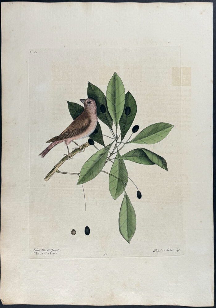 Purple Finch with Tupelo Tree