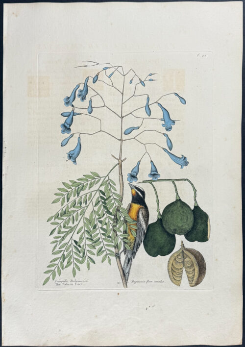 Bahama Finch with Broadleaved Guajacum with Blue Flowers