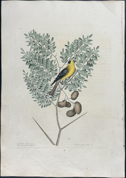 American Goldfinch with Acacia