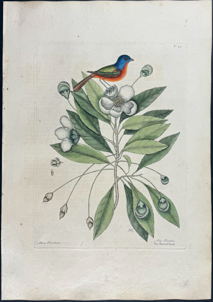 Painted Finch with Loblolly Tree