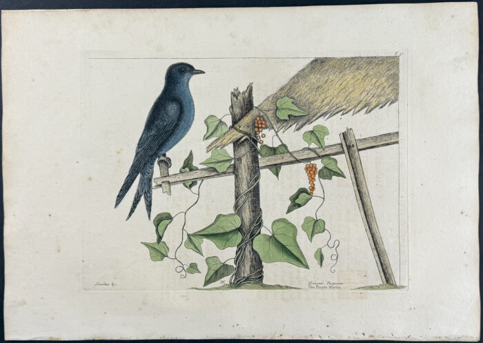 Purple Martin