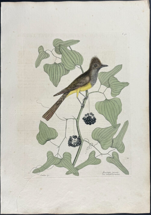 Crested Flycatcher