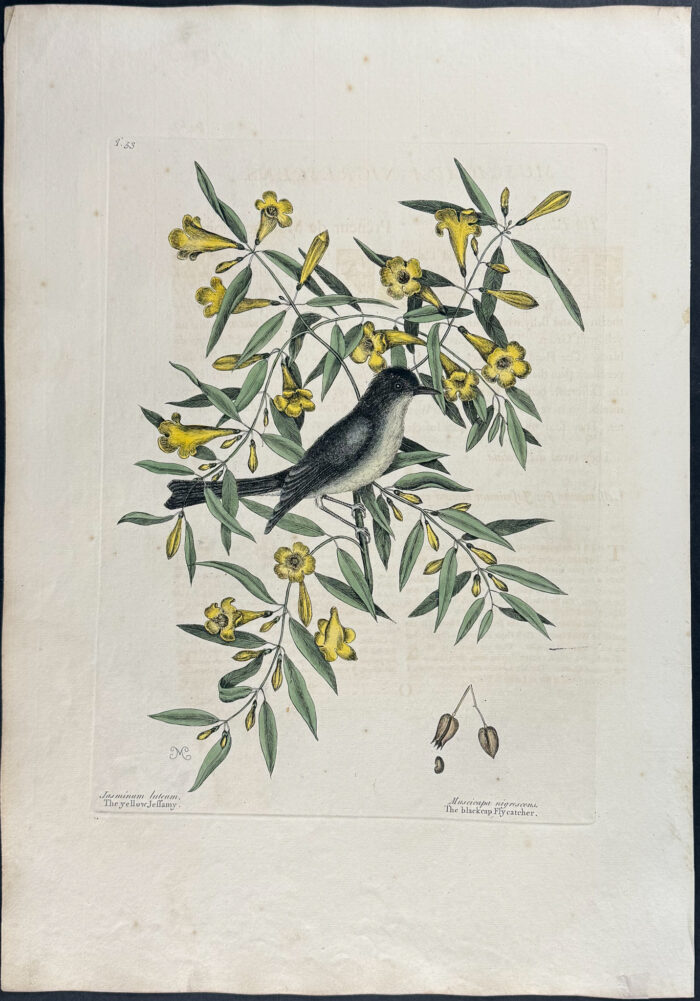 Blackcap Flycatcher
