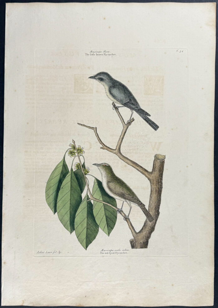 Little Brown Flycatcher & Red Eyed Flycatcher
