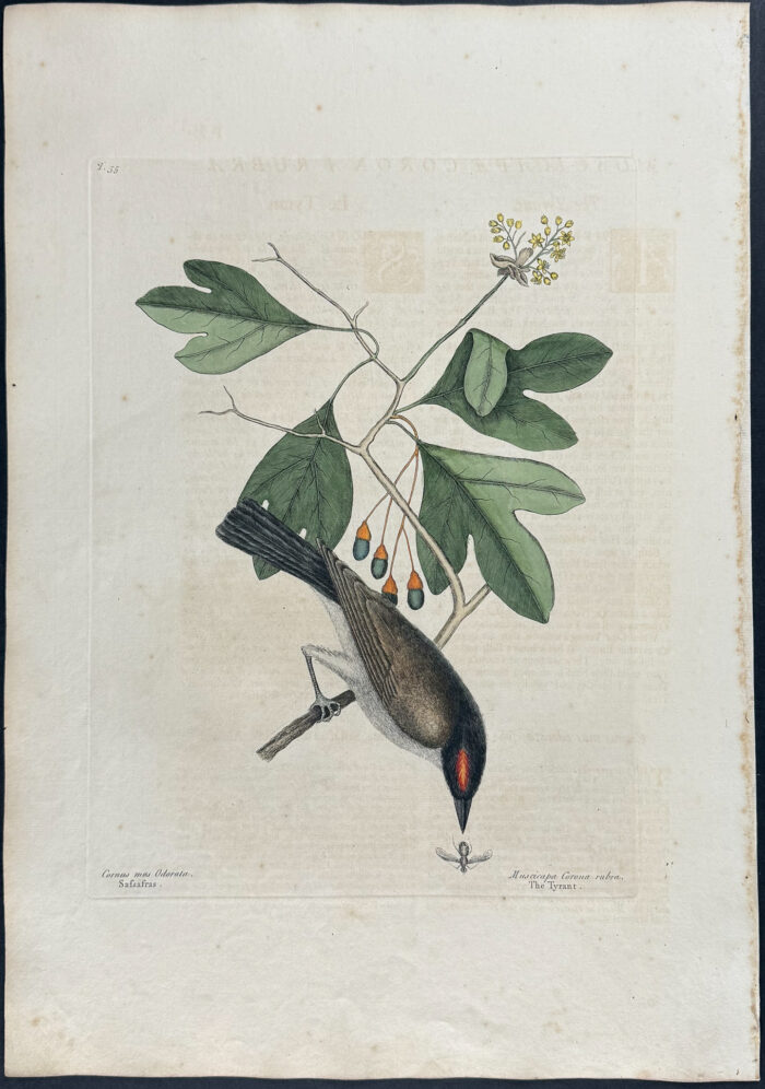 Tyrant with Sassafras