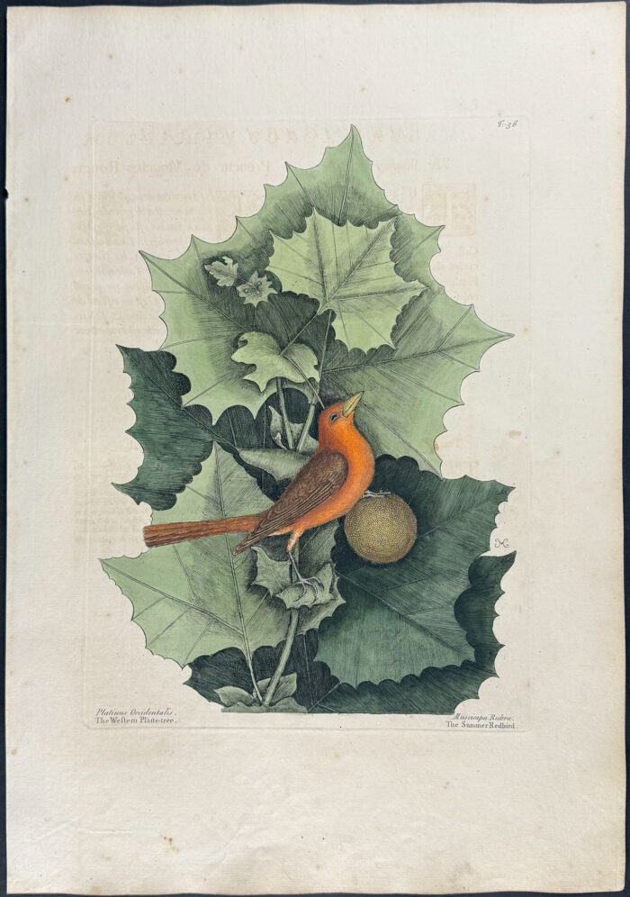 Summer Redbird with Western Planetree