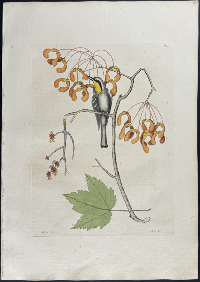 Yellow Throated Creeper with Red Flowering Maple