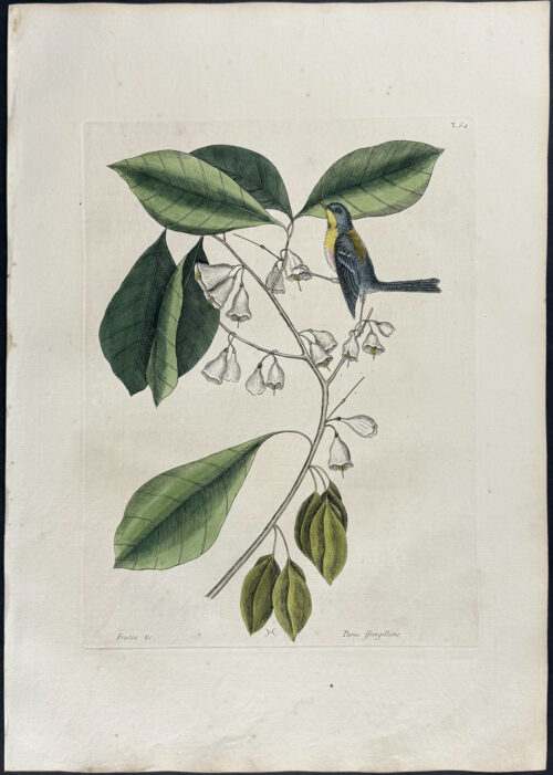 Finch Creeper