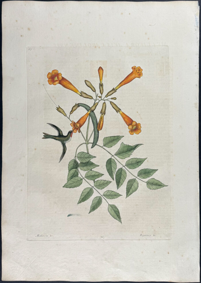 Hummingbird with Trumpet Flower