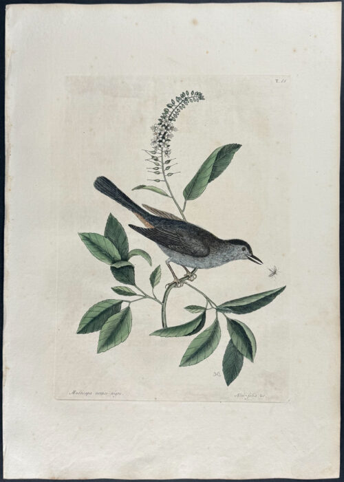 Cat Bird