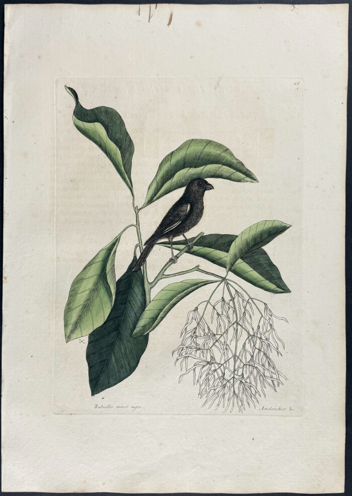 Little Black Bullfinch with Fringe Tree