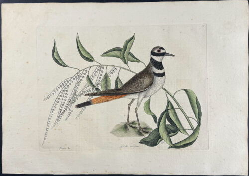 Chattering Plover with Sorrel Tree