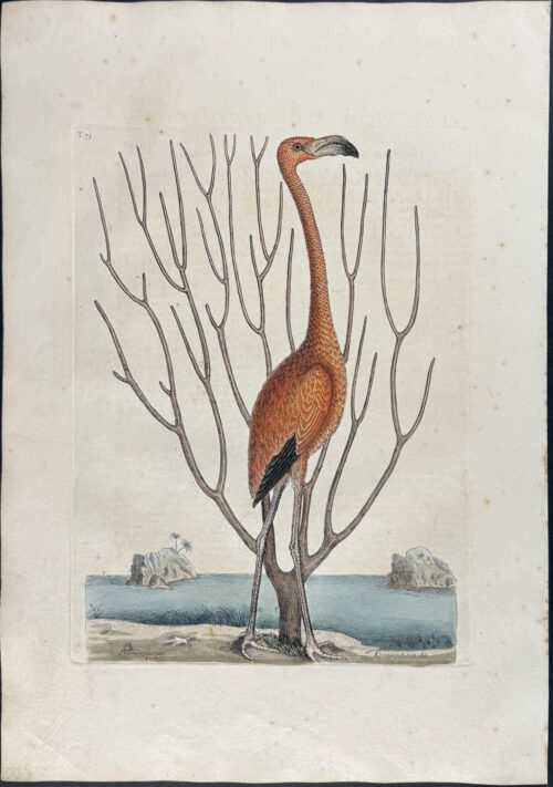 Flamingo with Coral