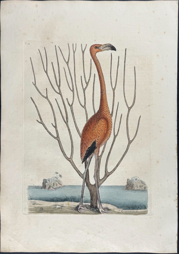 Flamingo with Coral