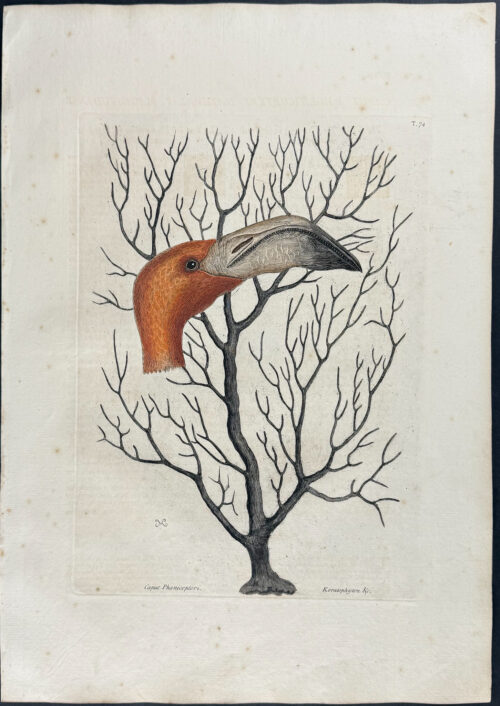 Bill of the Flamingo, in its full dimensions with Coral