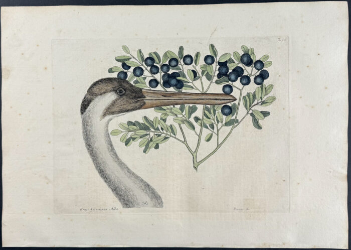 Hooping Crane (Whooping Crane) with Bullet Bush