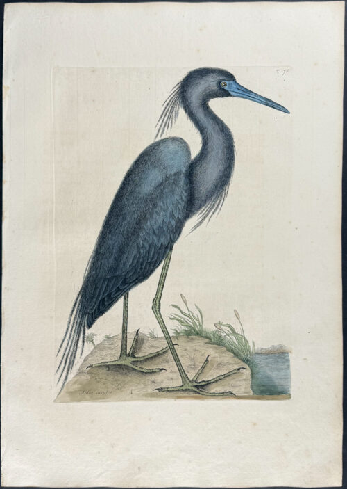 Blue Heron