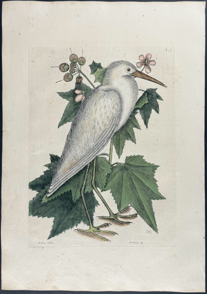 Little White Heron