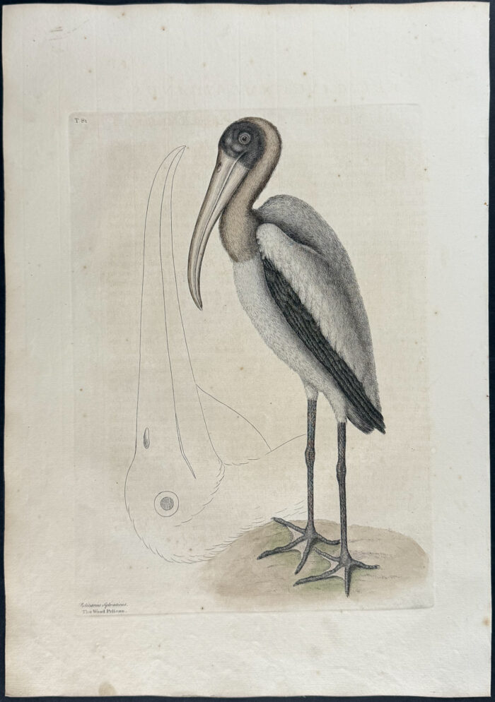 Wood Pelican