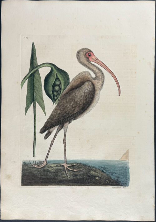 Brown Curlew