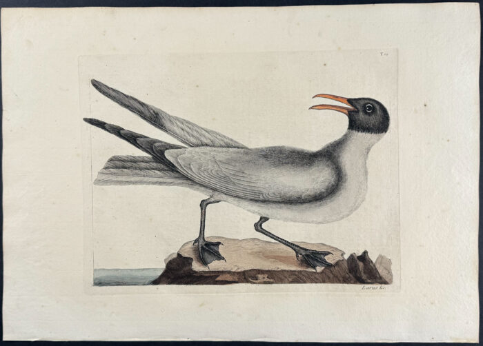 Laughing Gull