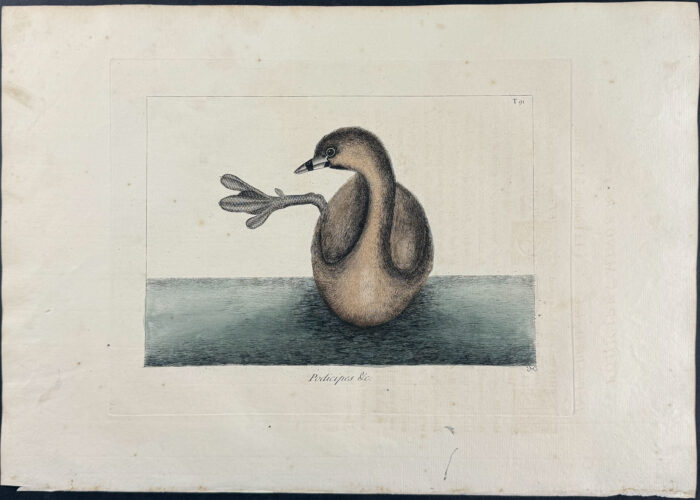 Pied-Billed Dobchick
