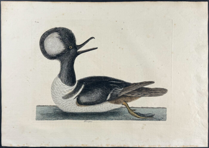 Round Crested Duck