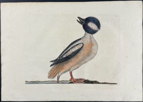 Buffel's Head Duck