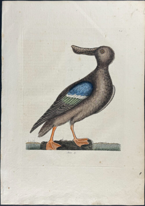 Blue Winged Shoveler