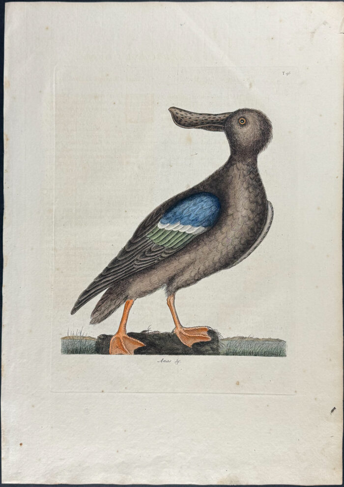 Blue Winged Shoveler