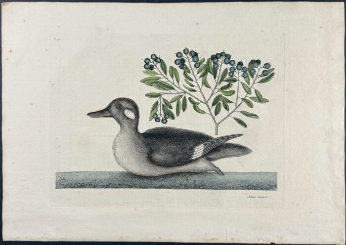 Little Brown Duck with Soap-Wood