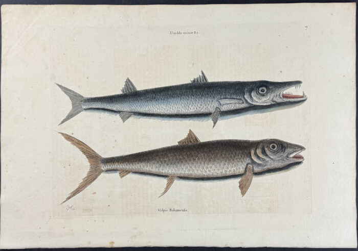 Barracuda & Vulpis Bahamensis