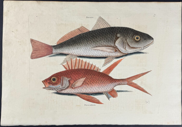 Croker & Squirrel Fish