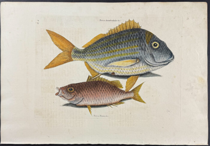 Pork Fish & Schoolmaster