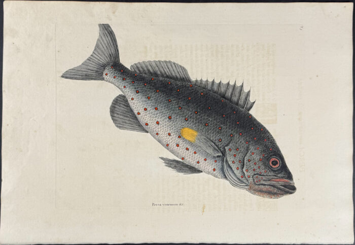 Rock Fish
