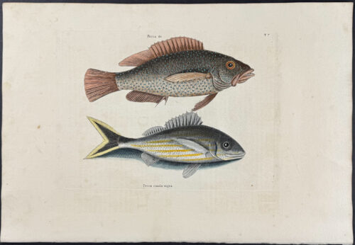 Negro Fish & Black Tail