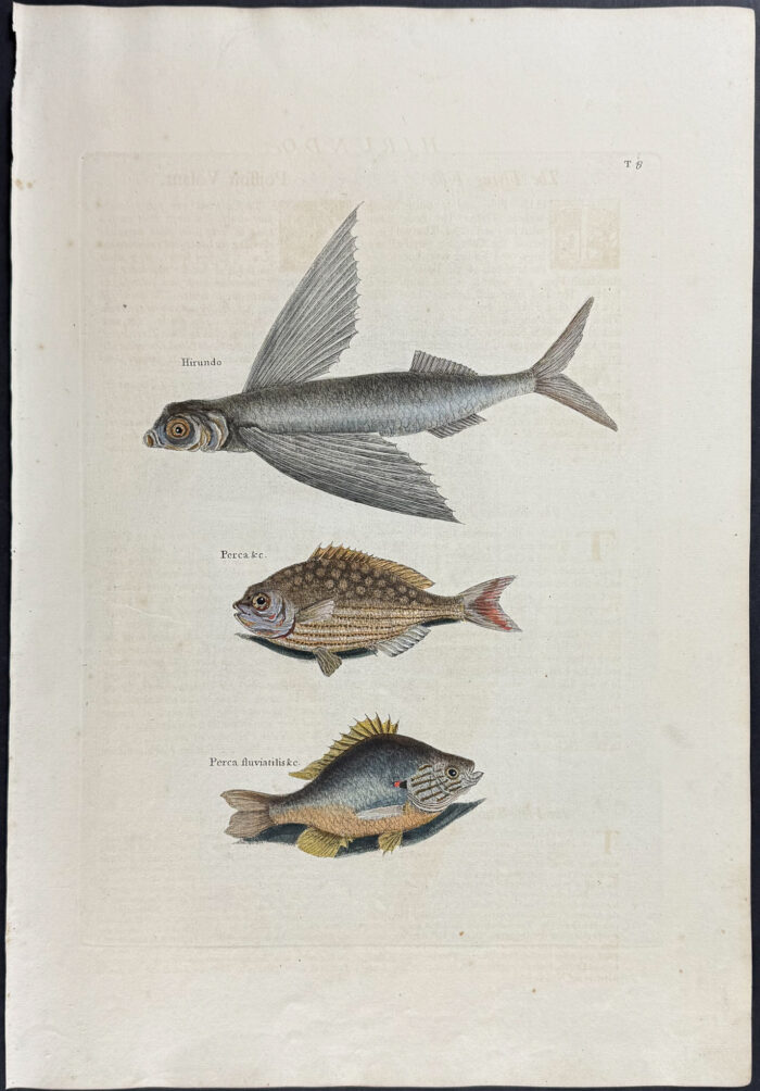 Flying Fish, Rudder Fish & Fresh-Water Perch