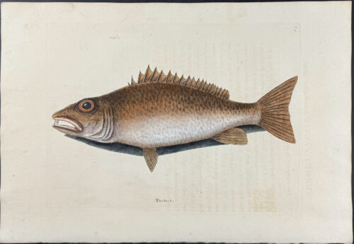 Mangrove Snapper