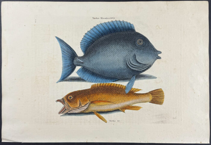 Tang & Yellow Fish