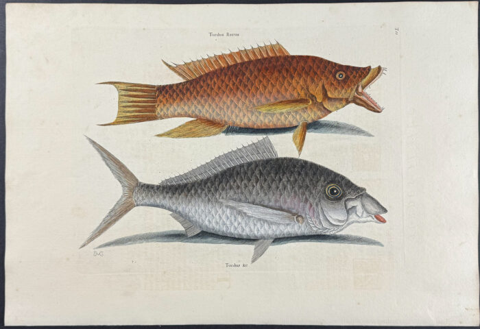 Hog Fish & Shad